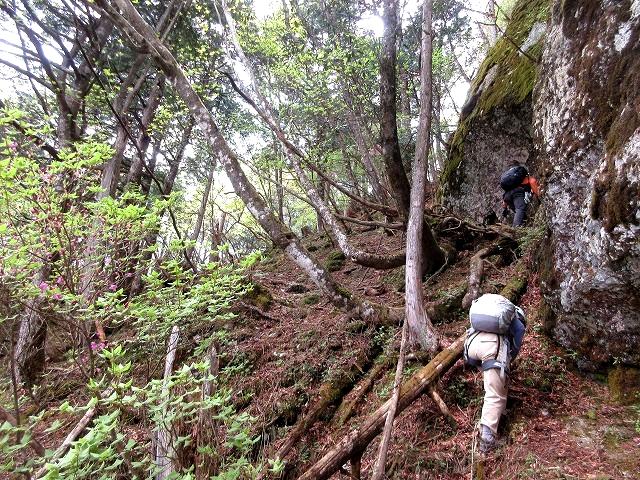 上野村　シャクナゲ咲く焼岩から宗四郎山　　　　　Yakeiwa to Mount Soshiro in Ueno, Gunma_f0308721_16441059.jpg