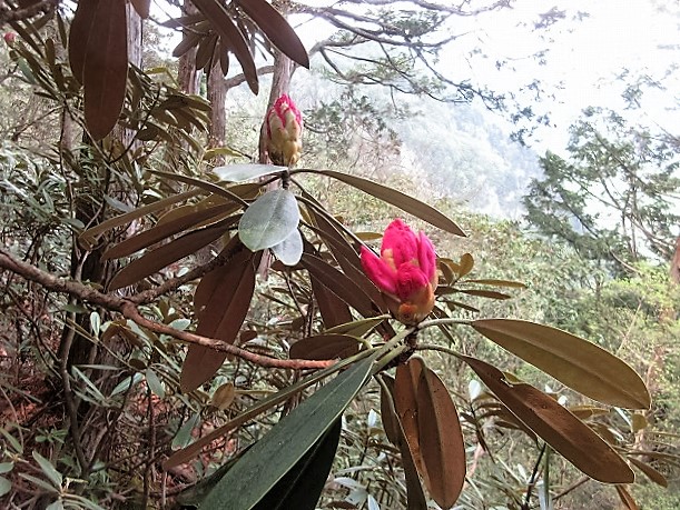 上野村　シャクナゲ咲く焼岩から宗四郎山　　　　　Yakeiwa to Mount Soshiro in Ueno, Gunma_f0308721_16595016.jpg