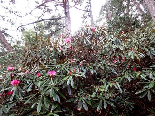 上野村　シャクナゲ咲く焼岩から宗四郎山　　　　　Yakeiwa to Mount Soshiro in Ueno, Gunma_f0308721_1703858.jpg