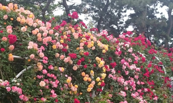 今日の撮って出し！春から初夏へ：谷津バラ園_d0044222_23220564.jpg