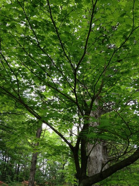 日光植物園_d0086022_13314824.jpg