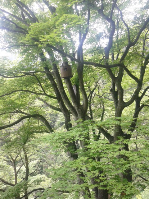 大地との繋がり 御嶽山_e0257524_12253676.jpg