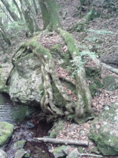 大地との繋がり 御嶽山_e0257524_12312342.jpg
