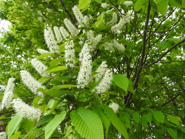b0174425_10090301.jpg