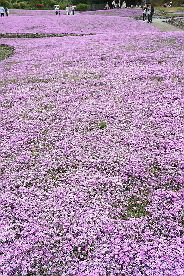 5月1日 花のじゅうたん 芝桜 百毫寺の藤 Scenery With Train 列車のある風景