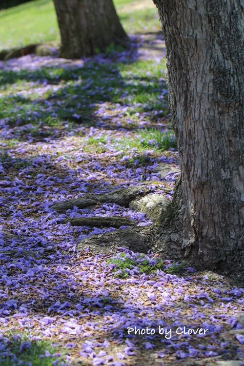 花でもって季節を愛でる_c0327528_06213244.jpg