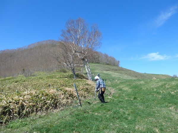 短角牛放牧地の牧柵修理2016・安家にて_b0206037_21424197.jpg
