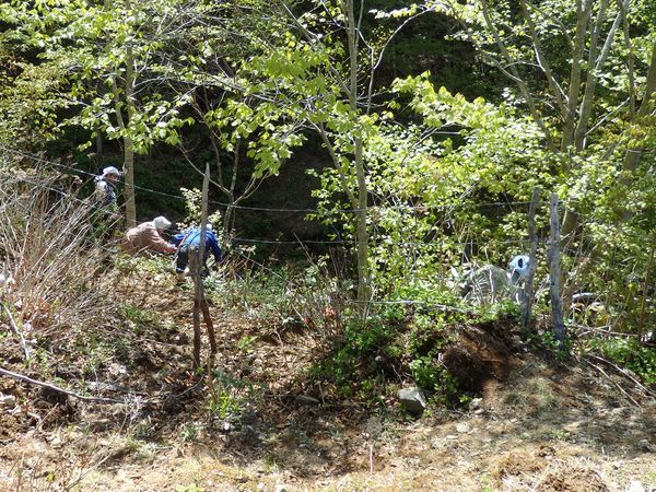 短角牛放牧地の牧柵修理2016・安家にて_b0206037_22012779.jpg