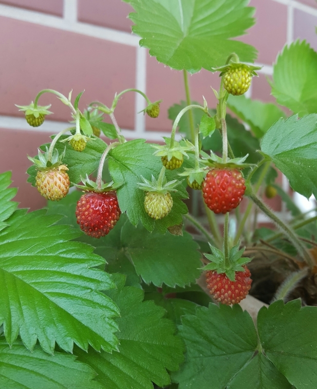 Wild Strawberry_a0353444_19263251.jpg