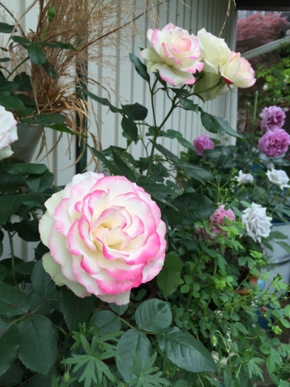 d0191844_21041637.jpeg
