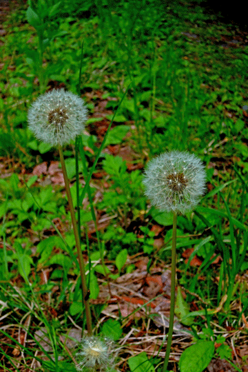 c0093046_853370.gif