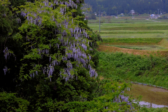 c0093046_854741.gif