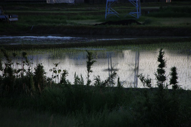 夕暮れの水田_f0288049_22255340.jpg