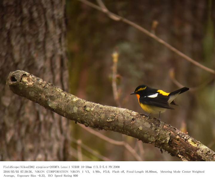 軽井沢・野鳥の森 2016.5.3(2)_c0062451_2113464.jpg