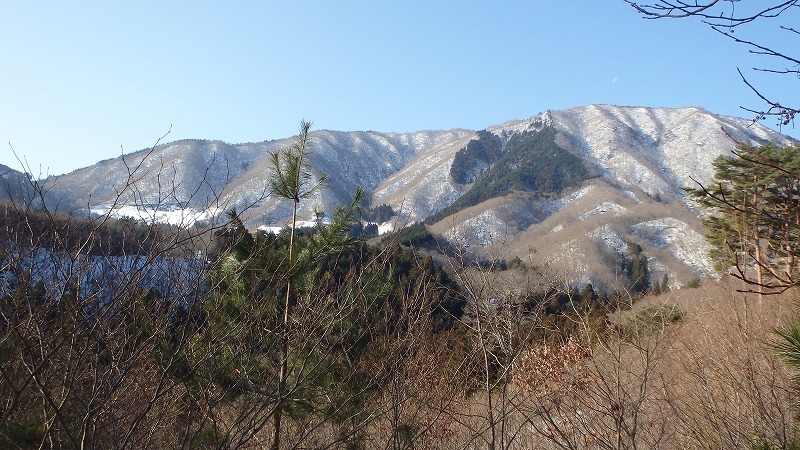 【美濃／虎子(トラス)山】寡雪の冬は“虎の子”の残雪求めてヤブ山彷徨_c0097754_15514883.jpg