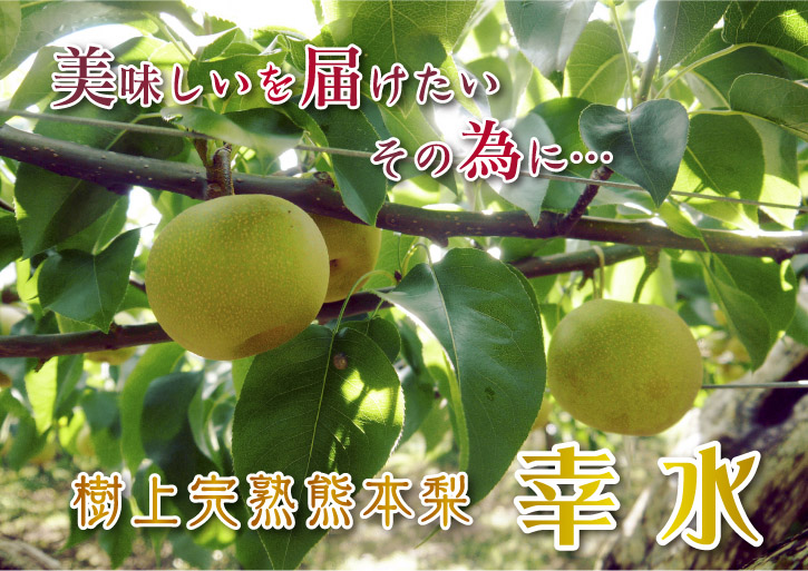 熊本梨 本藤果樹園 結果枝の樹勢に合わせた2次摘果の話_a0254656_1815754.jpg