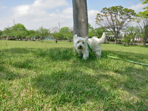 トリミング前に、少しだけお楽しみ散歩。_c0260460_15204939.jpg