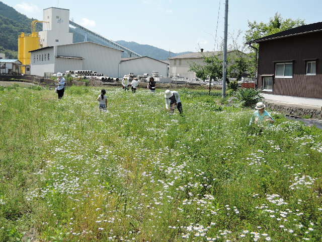 ５月１５日のカモミール摘みイベント_a0144564_19452198.jpg