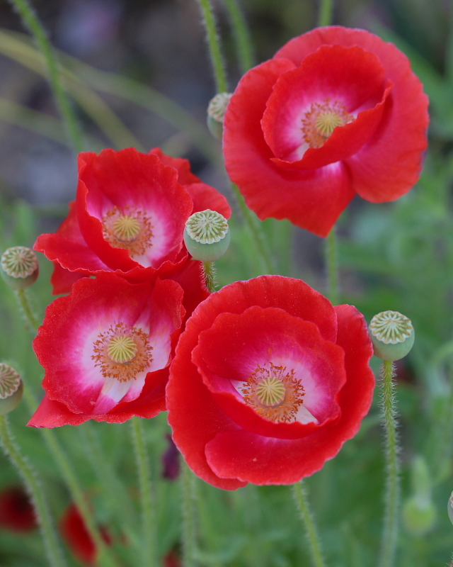 おまけの花と、アオスジアゲハ_c0305565_17464786.jpg