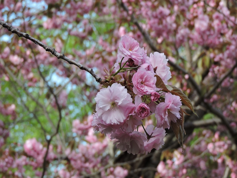 西野緑道の八重桜_e0351973_22165417.jpg