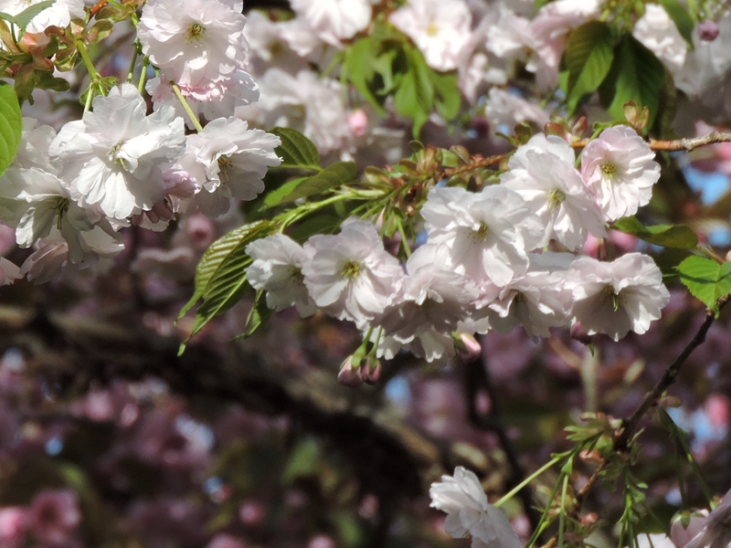 西野緑道の八重桜_e0351973_2220368.jpg