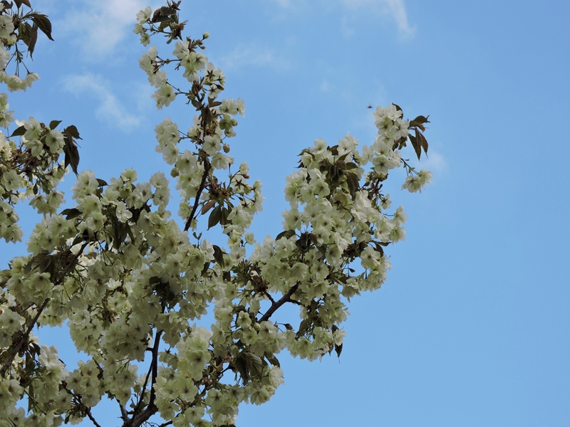 西野緑道の八重桜_e0351973_22212984.jpg