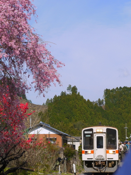 三多気の桜_b0358575_04145621.jpg