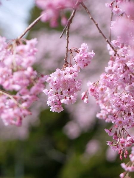 三多気の桜_b0358575_04151947.jpg