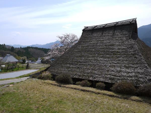 三多気の桜_b0358575_05002660.jpg