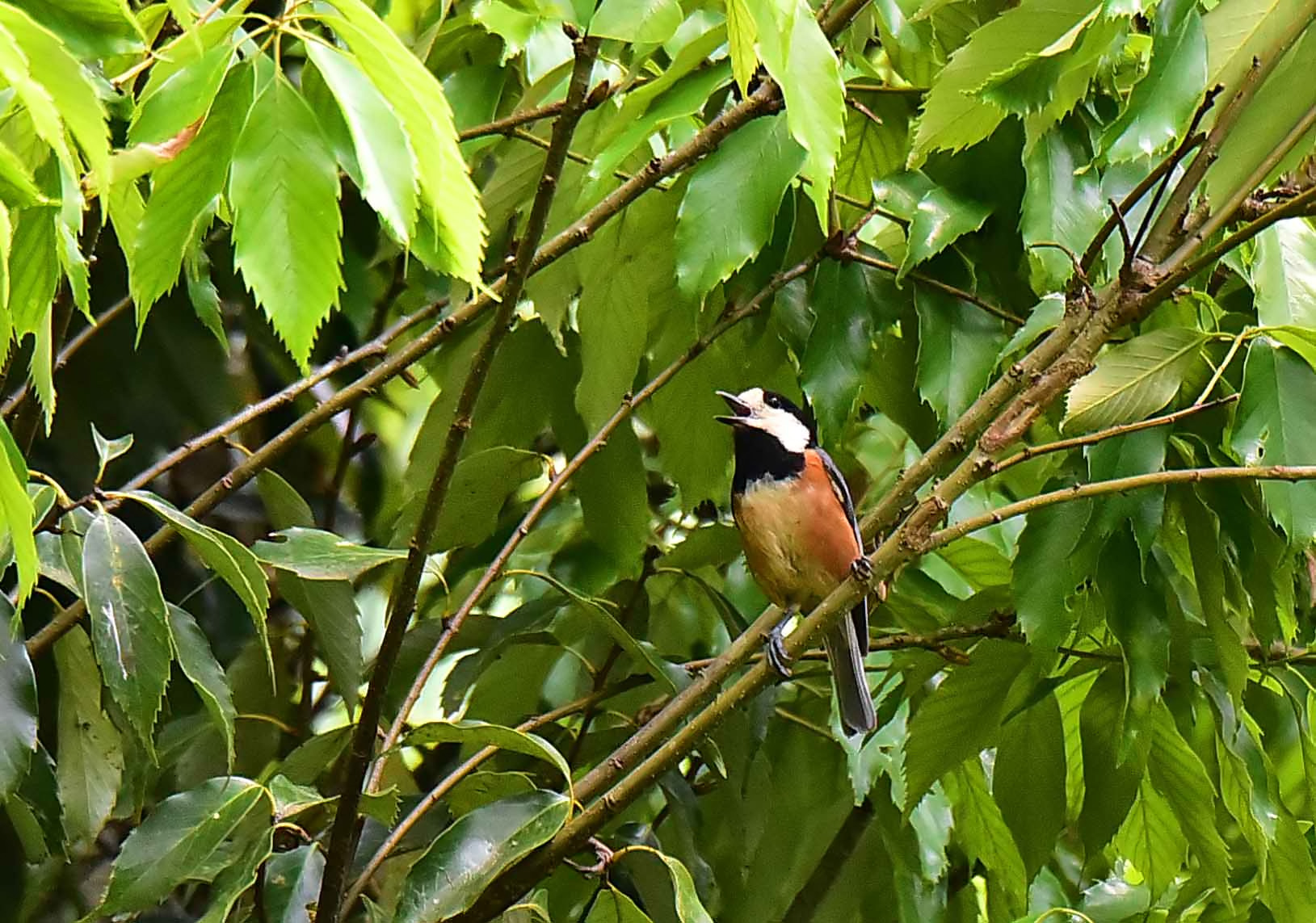 2016年　5月　野鳥　_c0176183_10293493.jpg