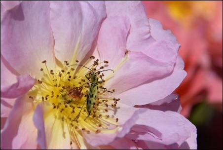 神代植物公園の薔薇_a0133484_13413851.jpg