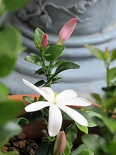 b0182884_12401333.jpg