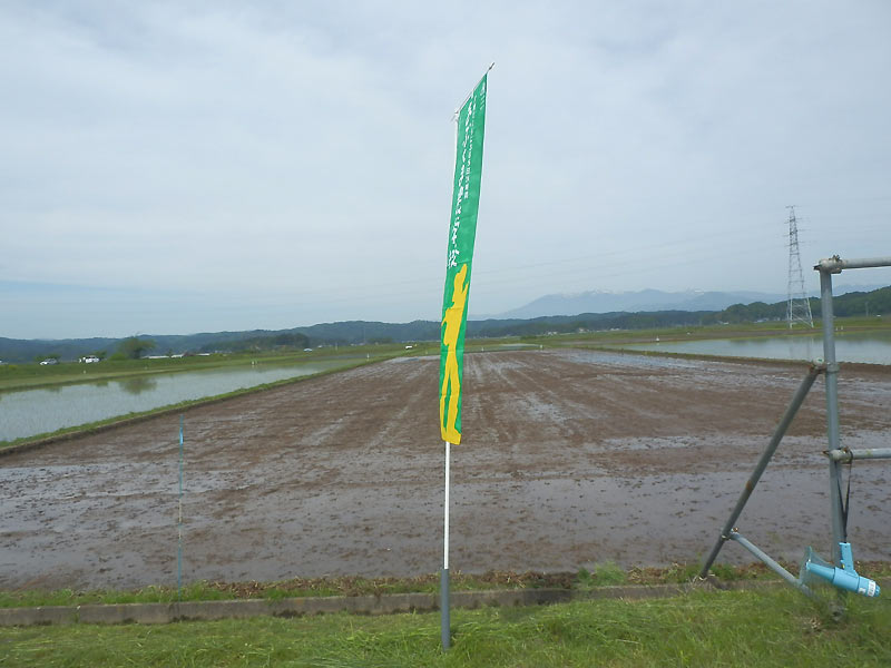 田植え体験(緑ヶ丘小・北郷小) _d0247484_1125621.jpg