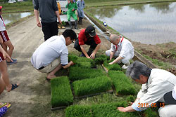 田植え体験(緑ヶ丘小・北郷小) _d0247484_11504999.jpg