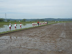 田植え体験（緑ヶ丘小・北郷小） _d0247484_19451389.jpg