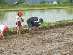 田植え体験(緑ヶ丘小・北郷小) _d0247484_1947647.jpg