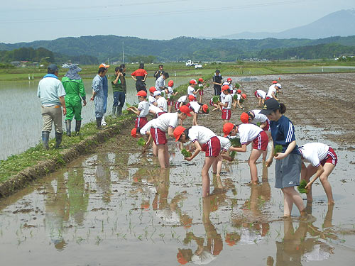 田植え体験(緑ヶ丘小・北郷小) _d0247484_2025482.jpg