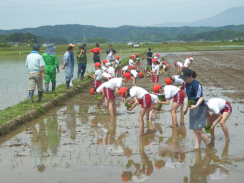 田植え体験（緑ヶ丘小・北郷小） _d0247484_2025482.jpg