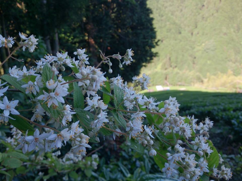 卯の花はにおわなかった 西川農園通信
