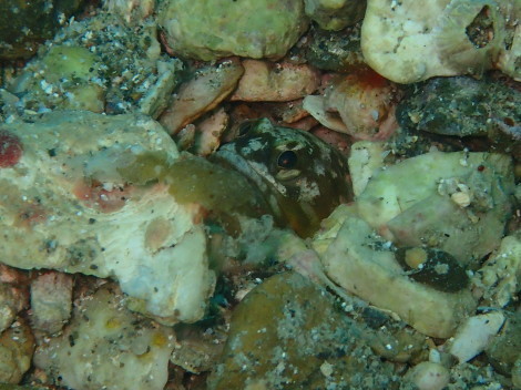 e0115199_14035269.jpg