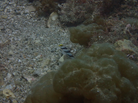 e0115199_14172022.jpg