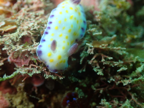 e0115199_14204517.jpg
