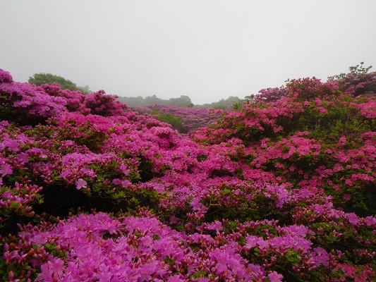 16-5：雲仙ミヤマキリシマ　　　　　_f0187402_6202670.jpg