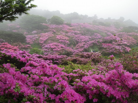 16-5：雲仙ミヤマキリシマ　　　　　_f0187402_623486.jpg