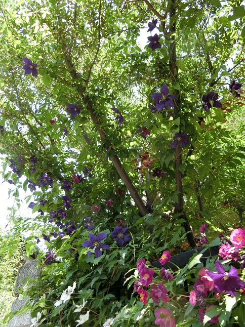 e0234004_20921.jpg