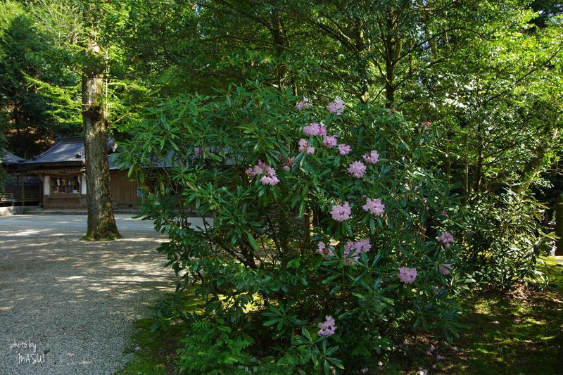 天理市福住町　氷室（ひむろ）神社の狛犬_d0342307_15423246.jpg