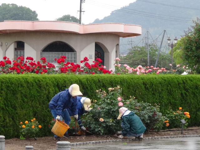 吉海バラ公園も春の薔薇は見頃…2016/5/16_f0231709_19432271.jpg