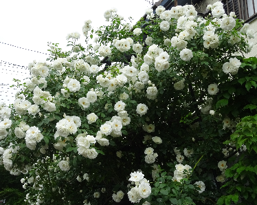 b0031710_08513047.png