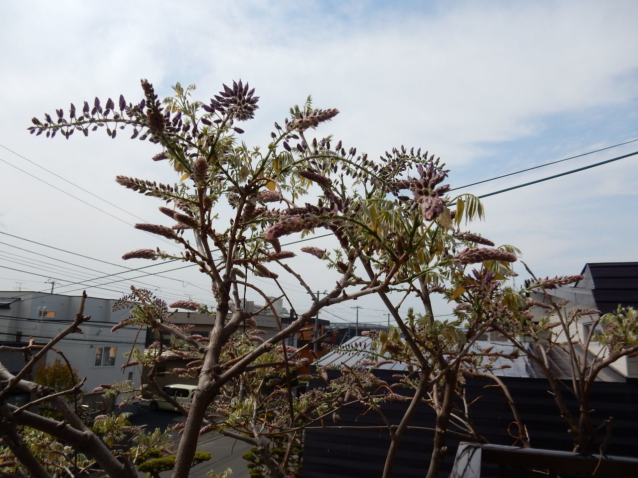 暴風一過_c0025115_21283826.jpg
