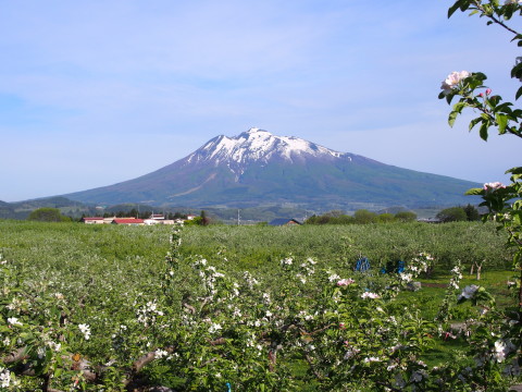 りんごの花と岩木山 弘前市りんご公園 16 05 15 津軽ジェンヌのcafe日記 りんごの花と岩木山 弘前市りんご公園 16 05 15 津軽ジェンヌのcafe日記